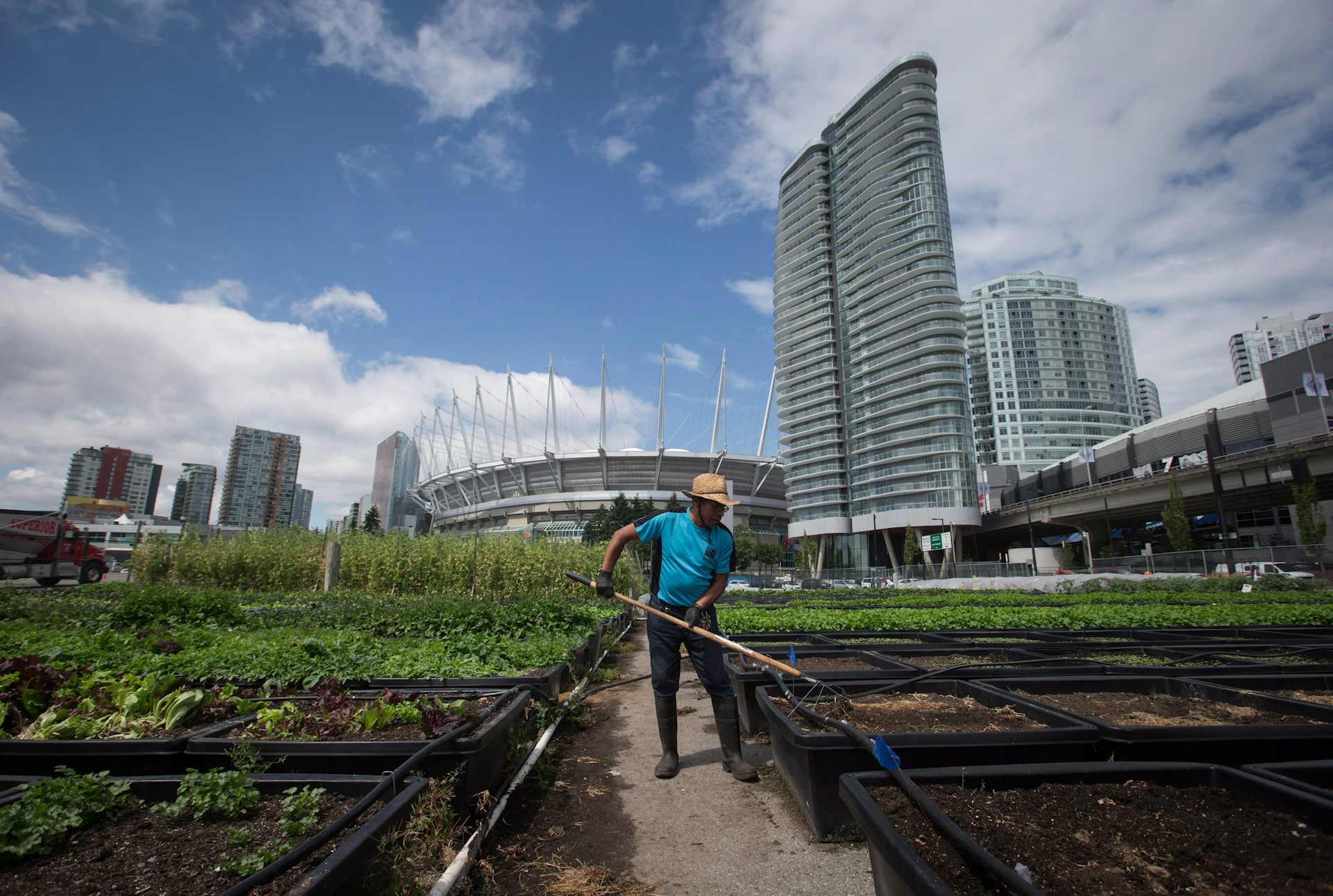 A man with a rake surrounded by green plants. a large stadium and tall glass buildings are in the background