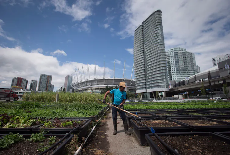 A man with a rake surrounded by green plants. a large stadium and tall glass buildings are in the background