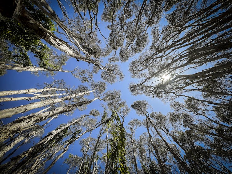 A group of trees, photo taken from below.