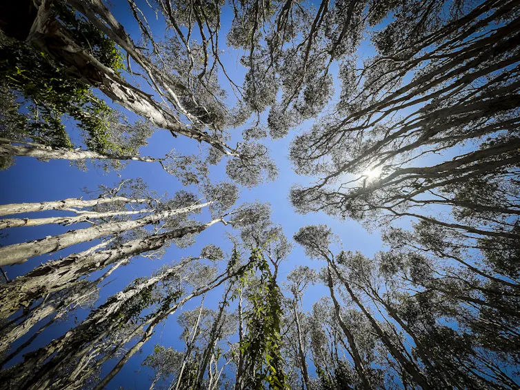 A group of trees, photo taken from below.
