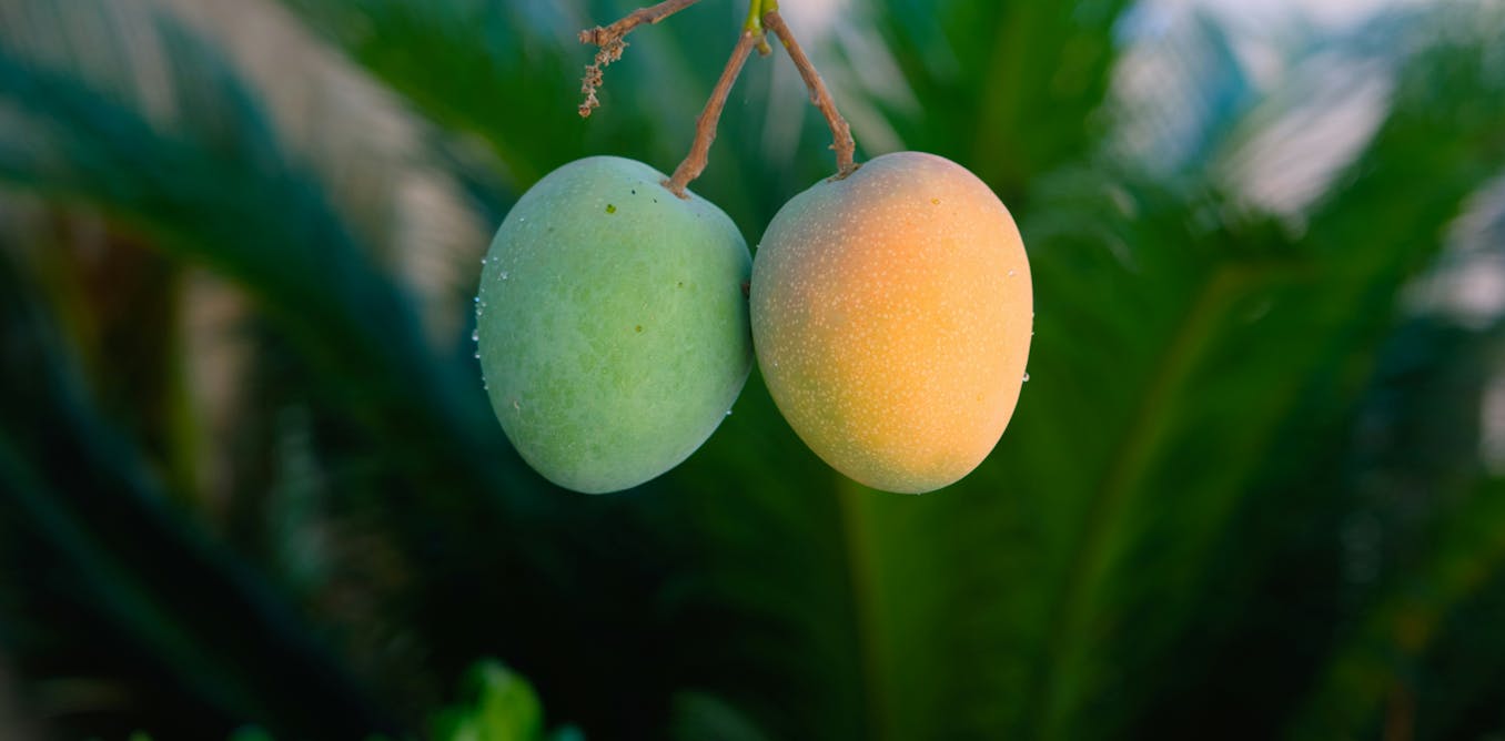 Why mangoes fall before they’re ripe – and how science is helping them hang on Why mangoes fall before they’re ripe – and how science is helping them hang on