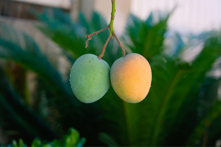 Two mangoes hang on a tree