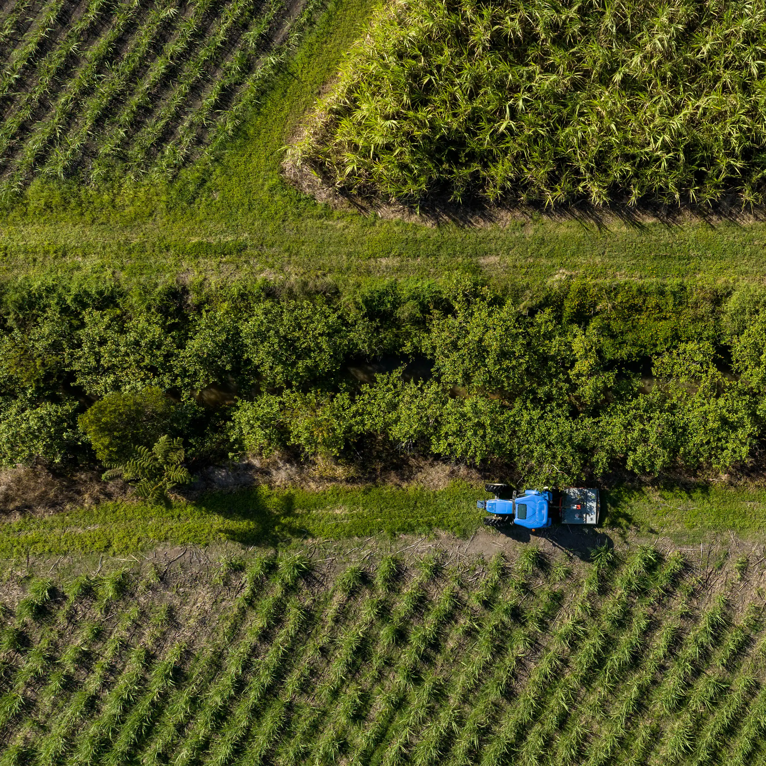 aerial view of lush farm with mixed fields and trees.