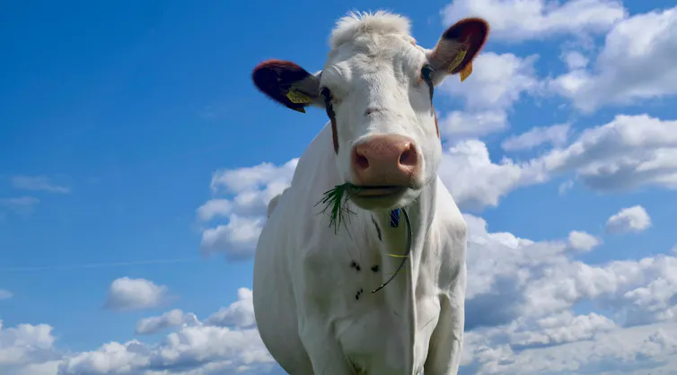 cow eating looking at camera.