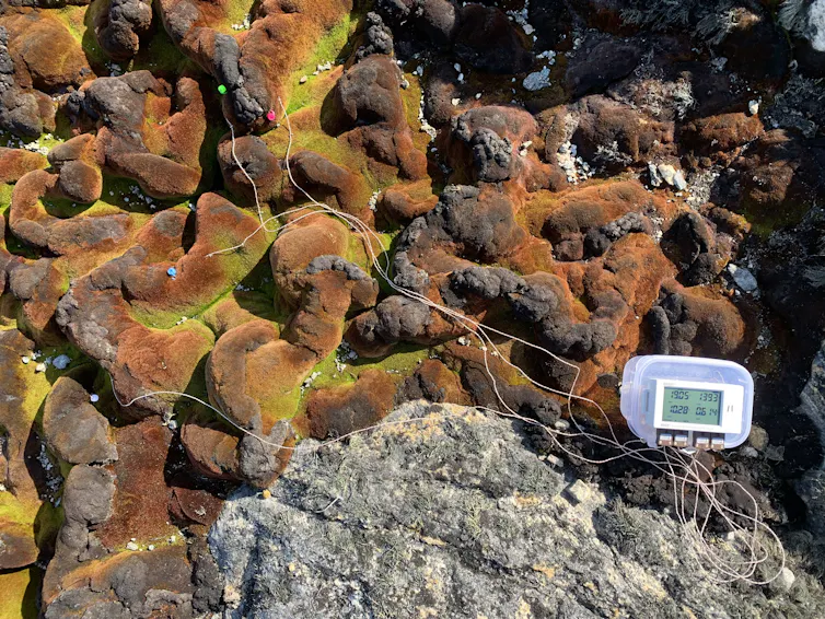 A small sensor and and various wires sitting on top of a brown and green moss patch.