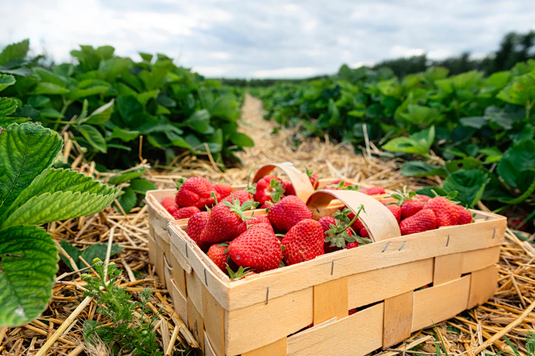 Strawberries