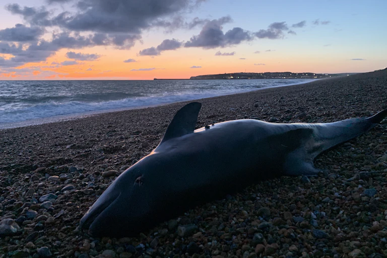 porpoise stranded on pebbly beach, sunset