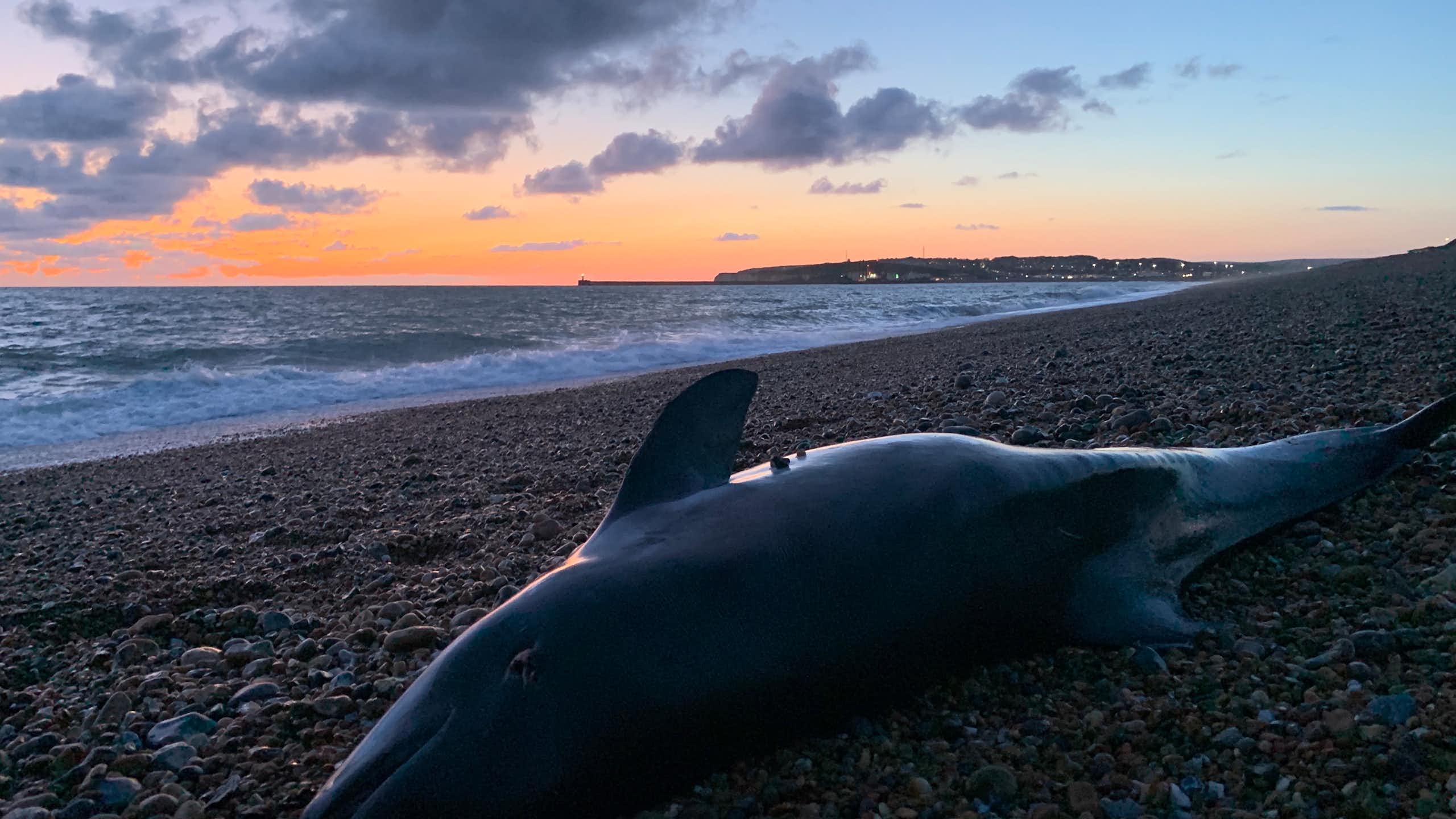 porpoise stranded on pebbly beach, sunset