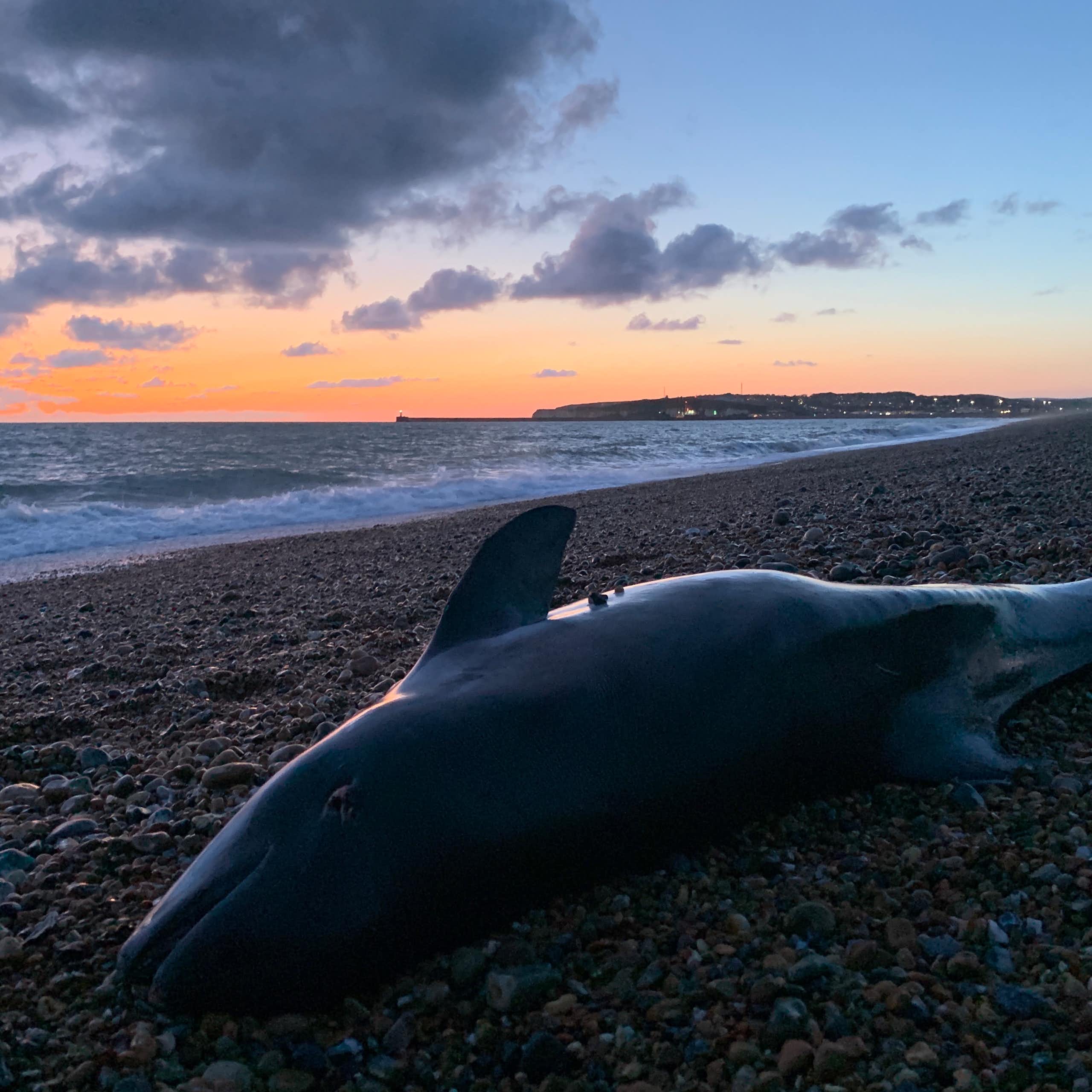 porpoise stranded on pebbly beach, sunset