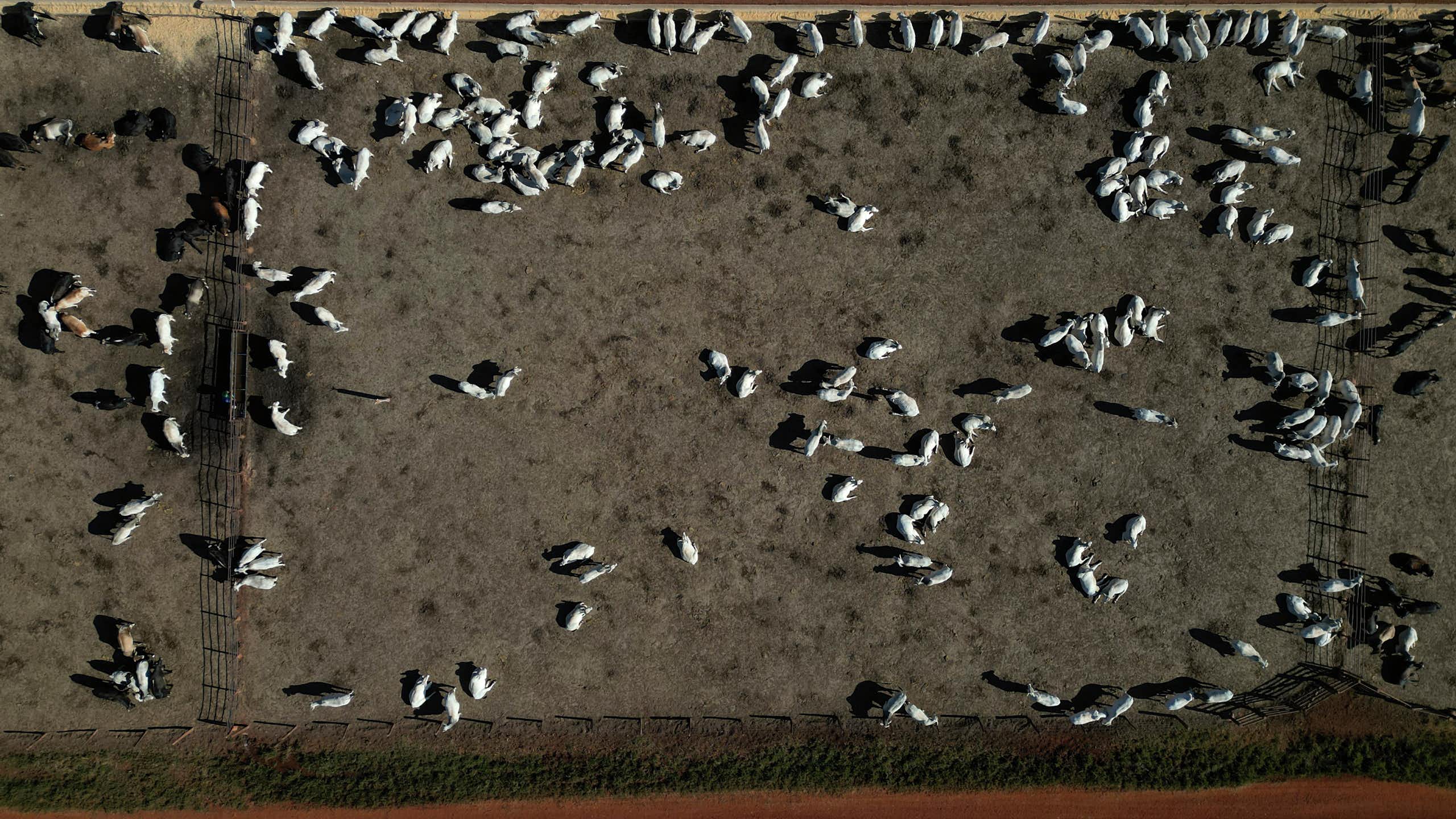 Para alcançar o Net Zero até 2050, Brasil precisa usar a natureza como aliada