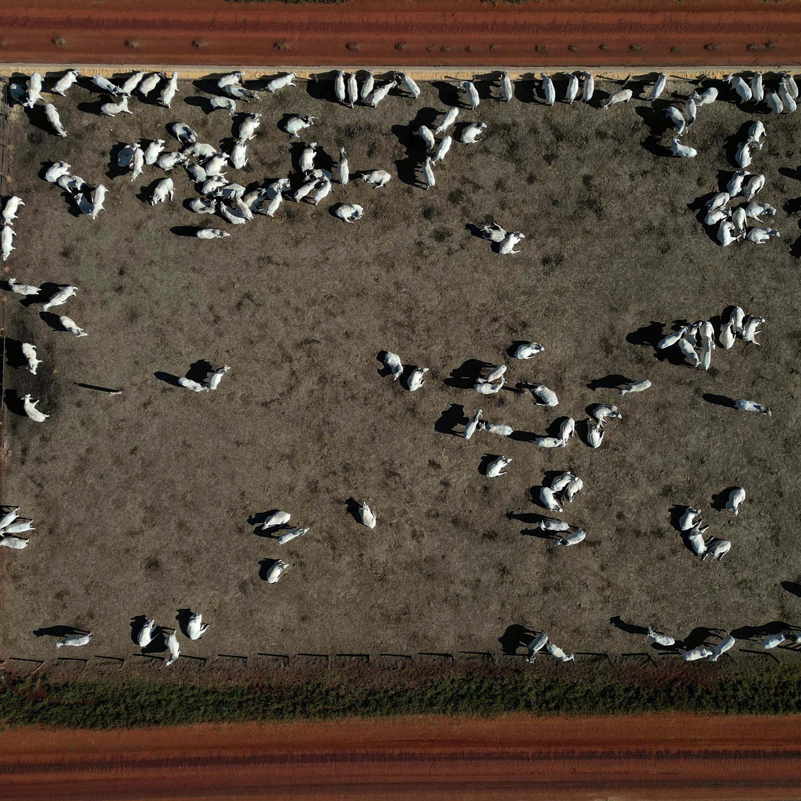 Para alcançar o Net Zero até 2050, Brasil precisa usar a natureza como aliada