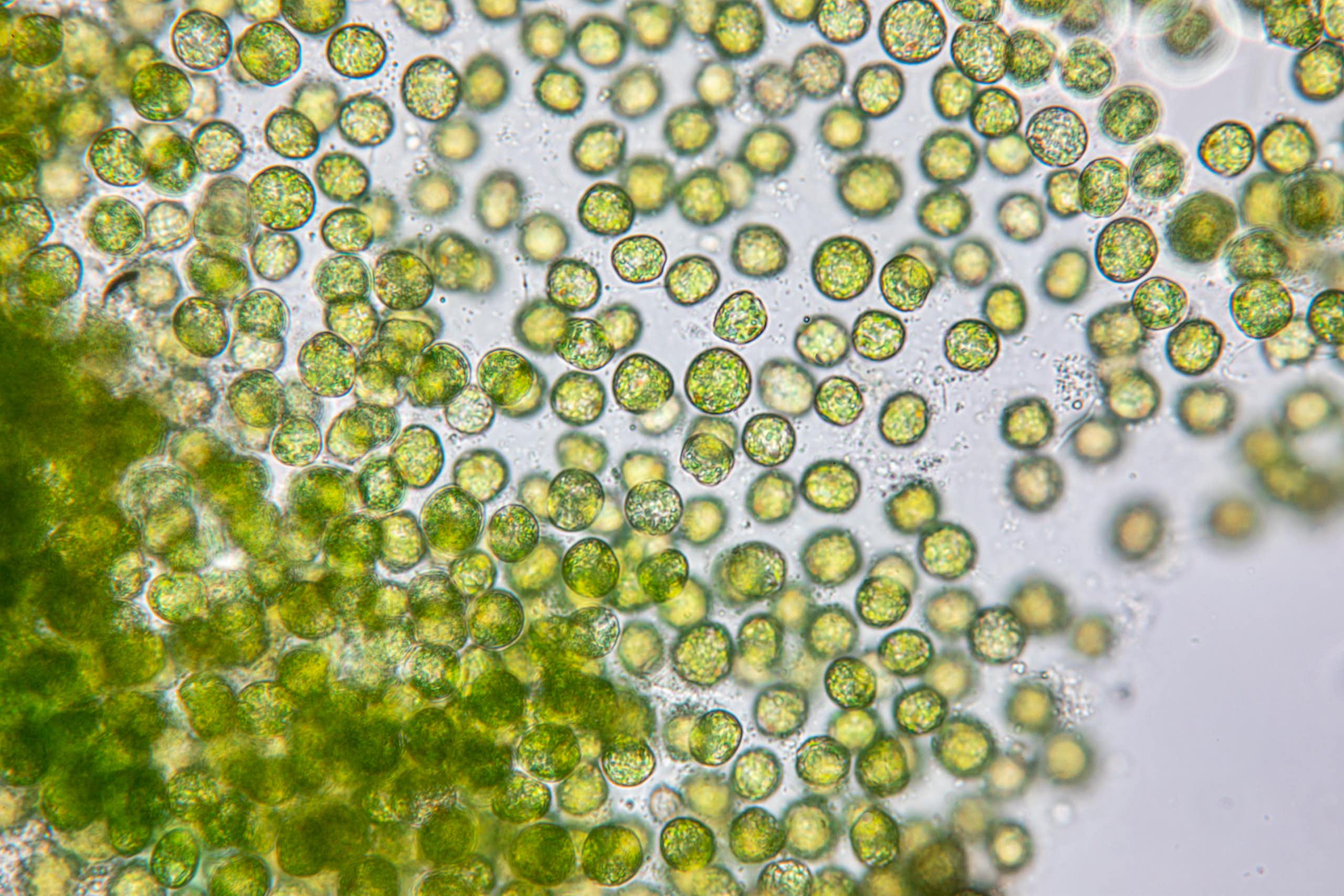 Esferas verdes vistas al microscopio.