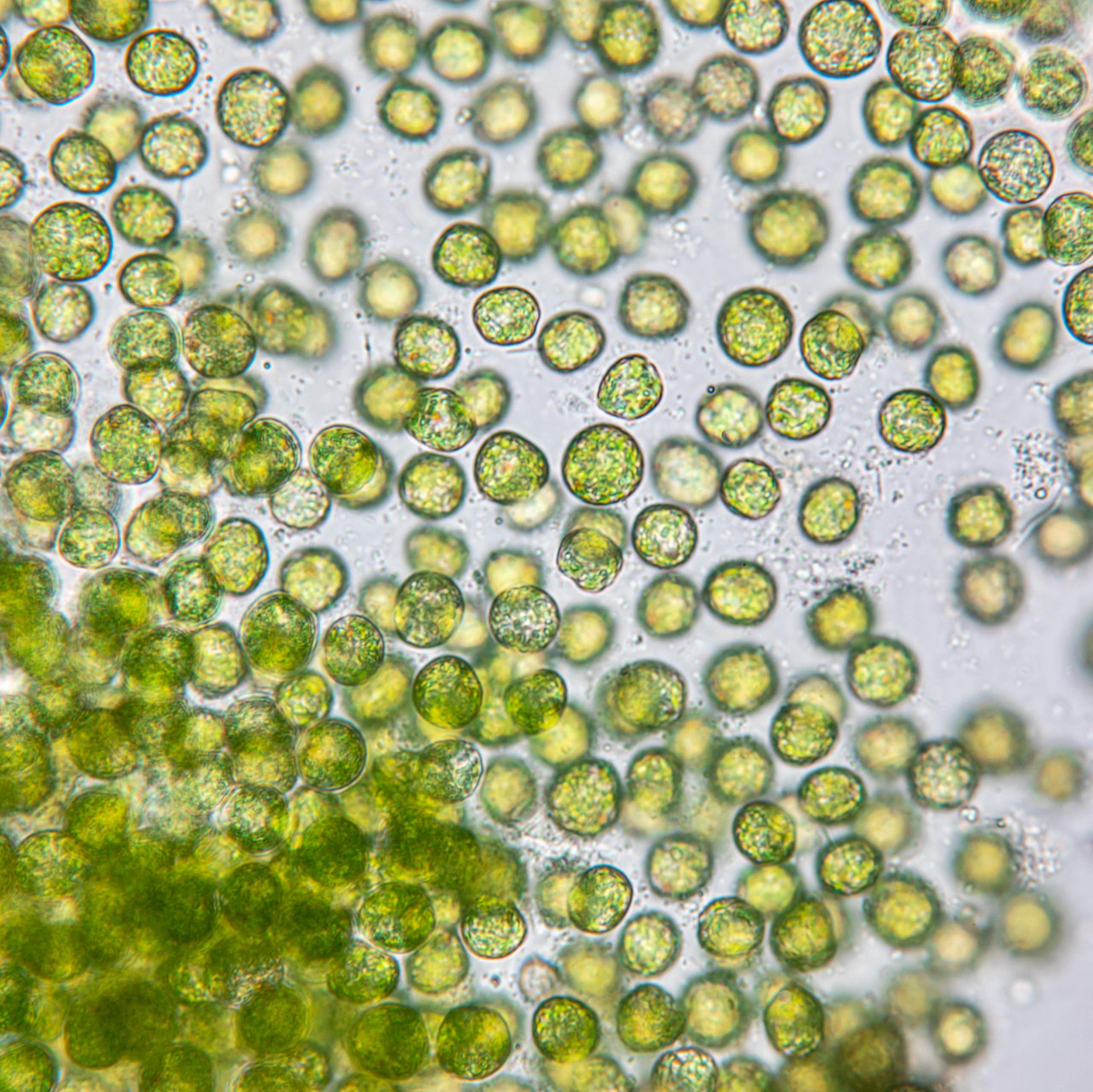 Esferas verdes vistas al microscopio.
