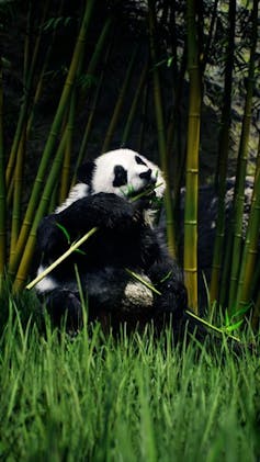 Can Europe's first digital zoo carry consciousness of animal welfare? 1 Digital image of a panda tasting bamboo