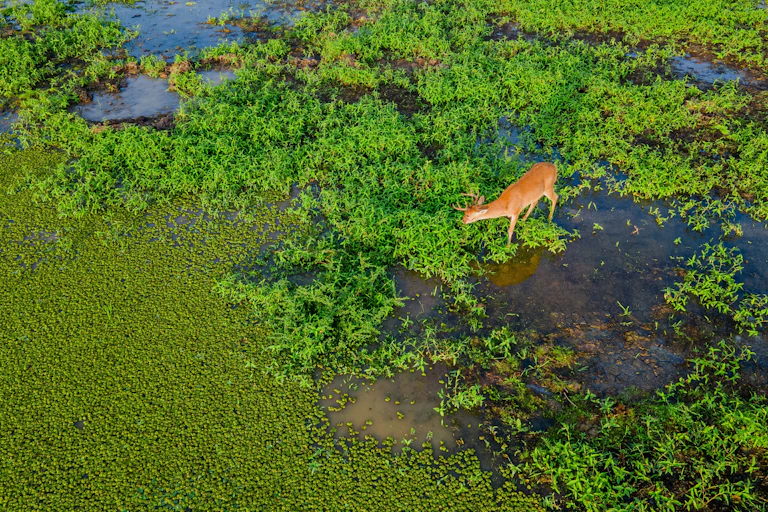 Cerf dans un marais