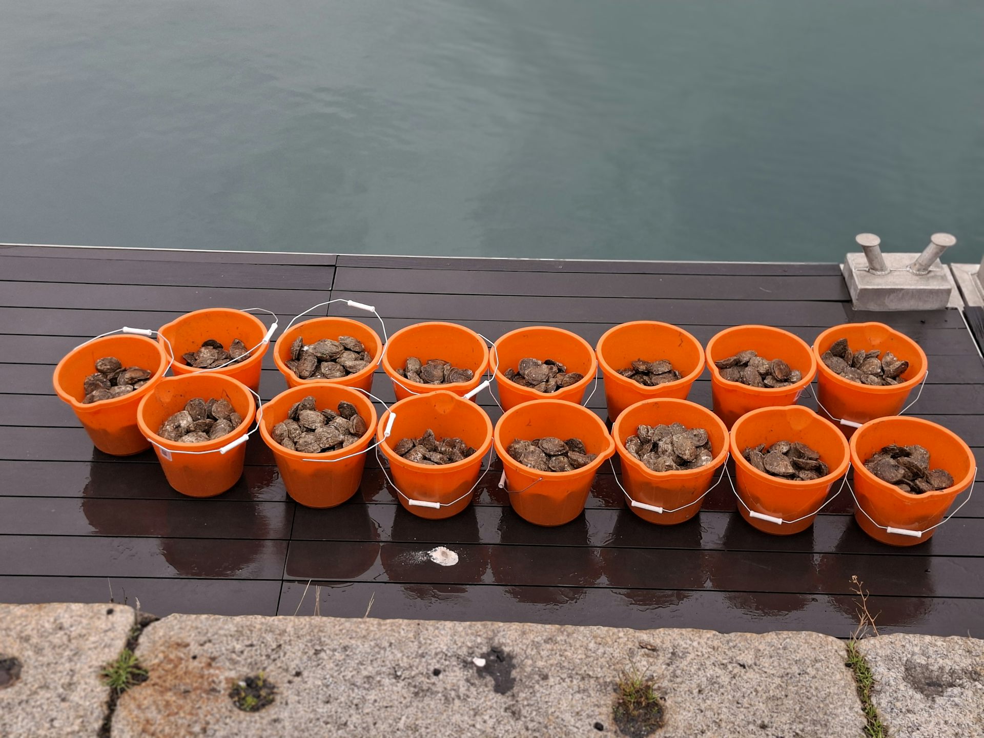 Buckets of oysters.