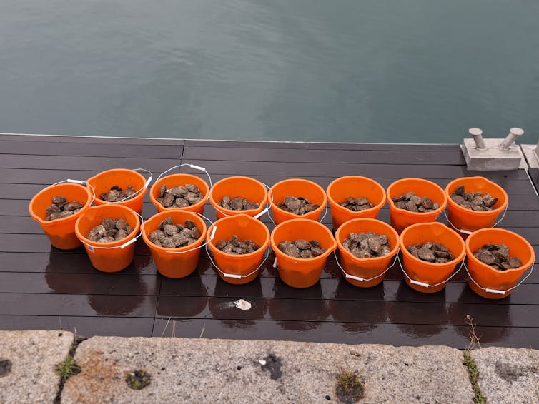 Buckets of oysters.