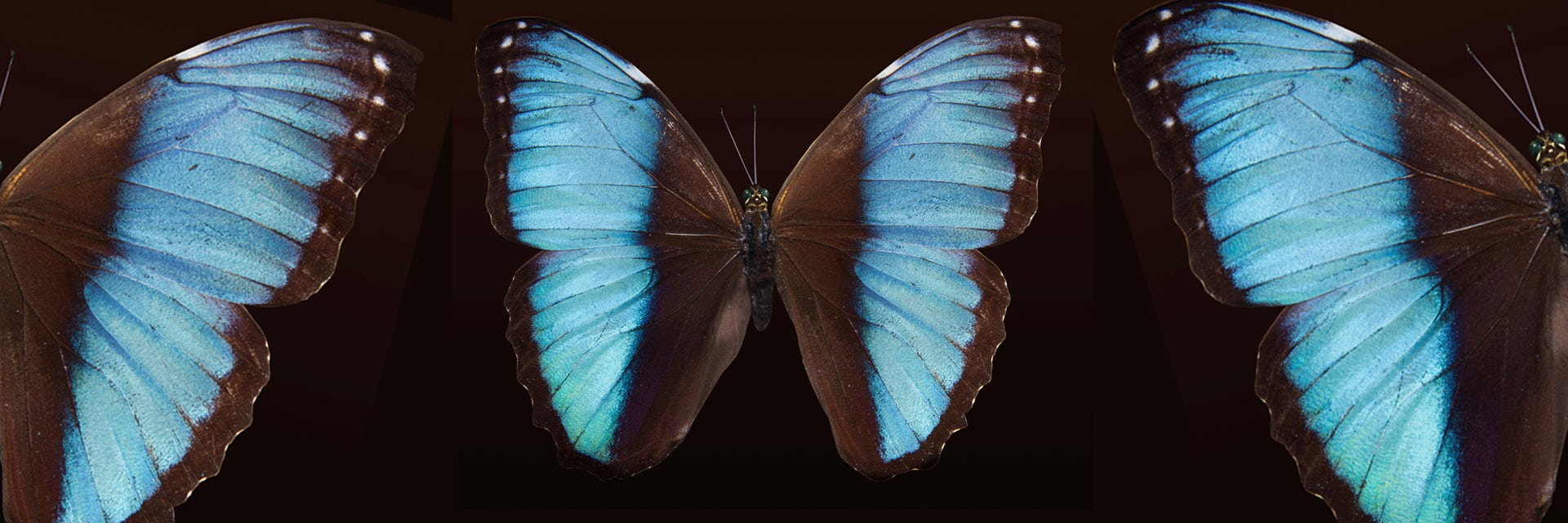 Warna sayap pada salah satu jenis kupu-kupu (Blue Morpho Butterfly).