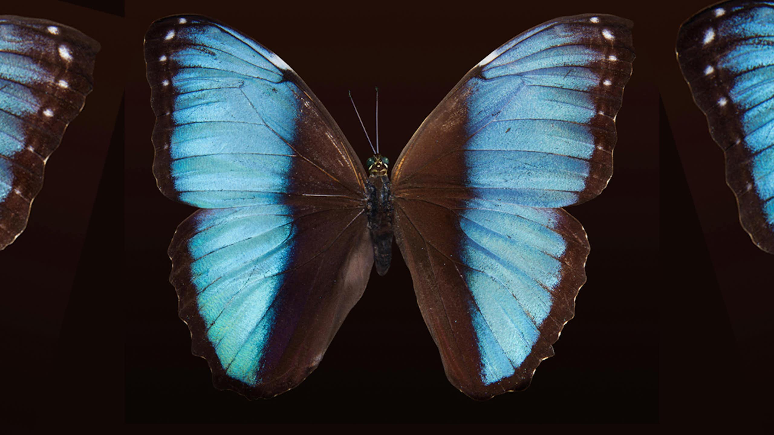Warna sayap pada salah satu jenis kupu-kupu (Blue Morpho Butterfly).