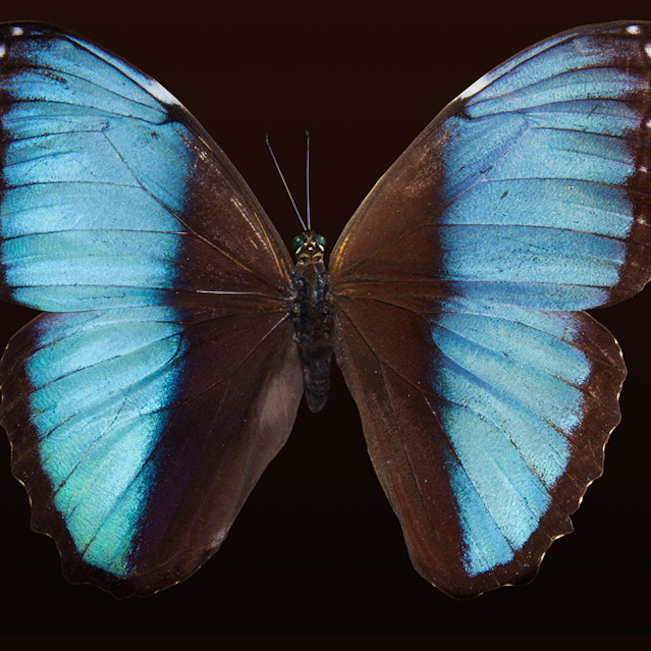 Warna sayap pada salah satu jenis kupu-kupu (Blue Morpho Butterfly).