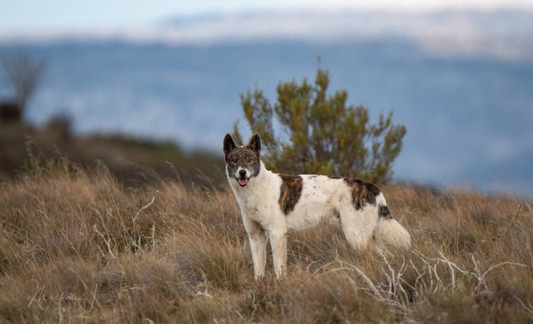White dingo with brown markings.