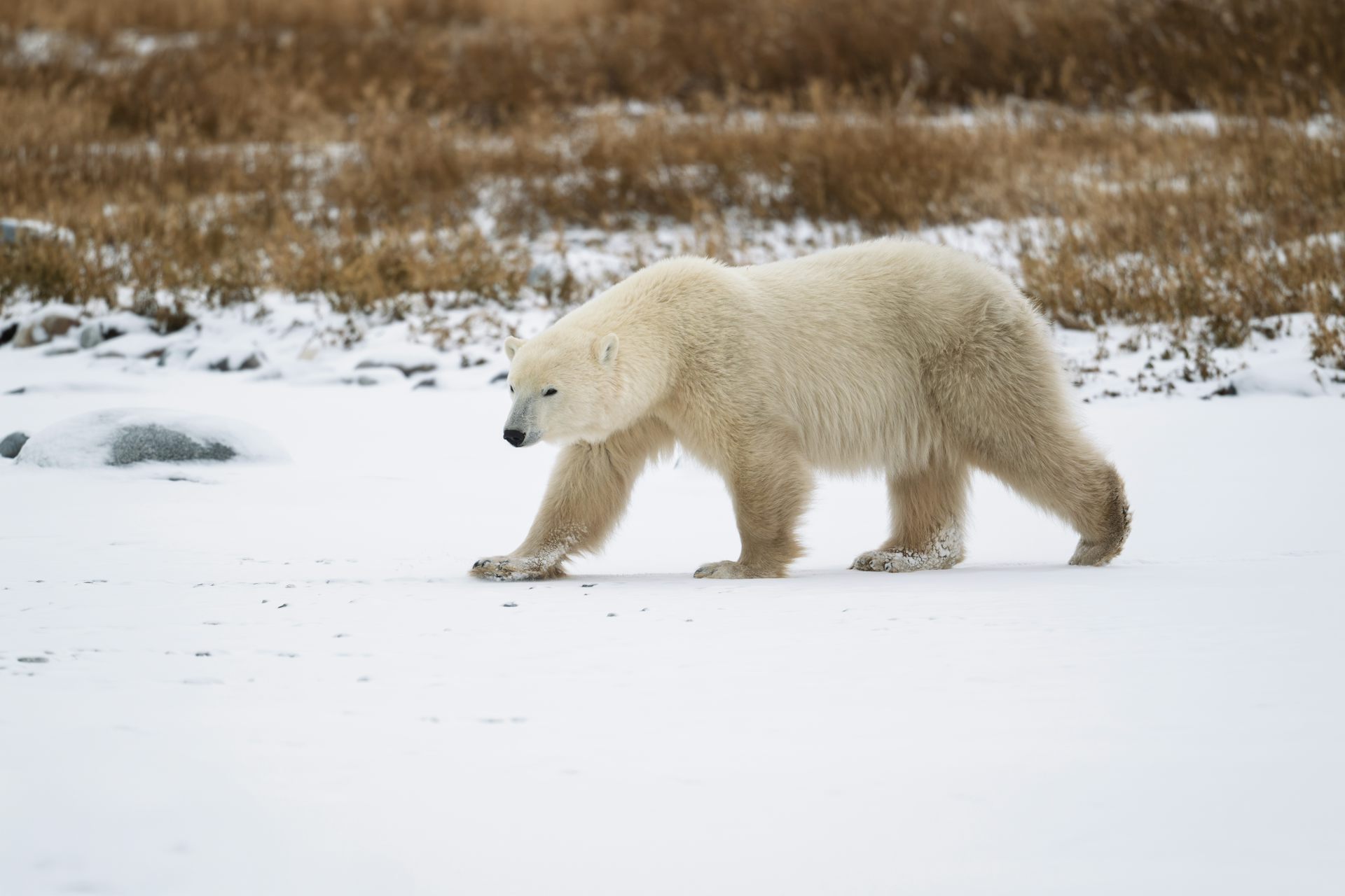 Polar bears are adapting to climate change at a genetic level – and it could help them avoid extinction