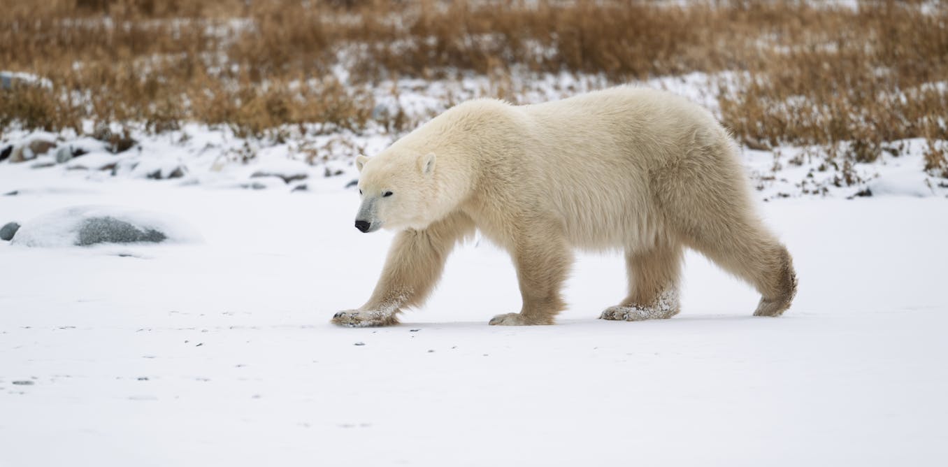 Polar bears are adapting to climate change at a genetic level – and it could help them avoid extinction Polar bears are adapting to climate change at a genetic level – and it could help them avoid extinction