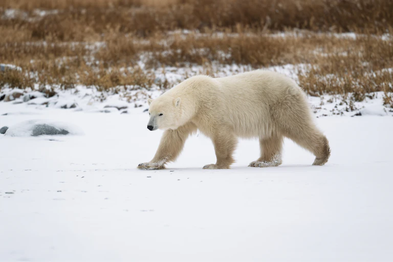 A polar bear on a grassy snow landscape.