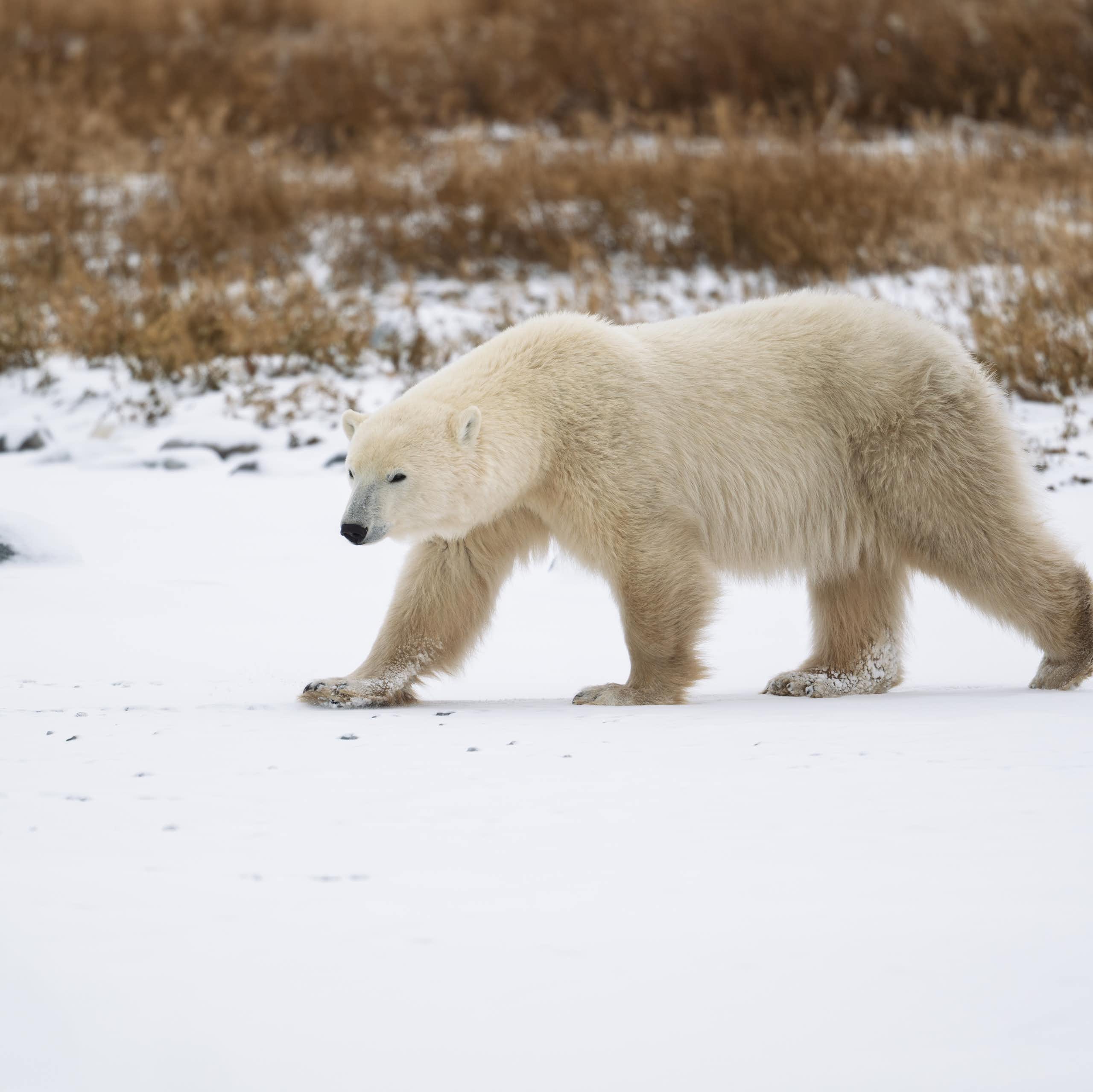 A polar bear on a grassy snow landscape.