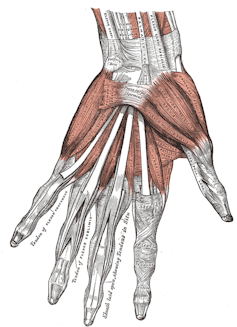 Why can’t I wiggle my feet one by one, like my arms? 3 a pen and ink drawing of the interior anatomy of a human hand