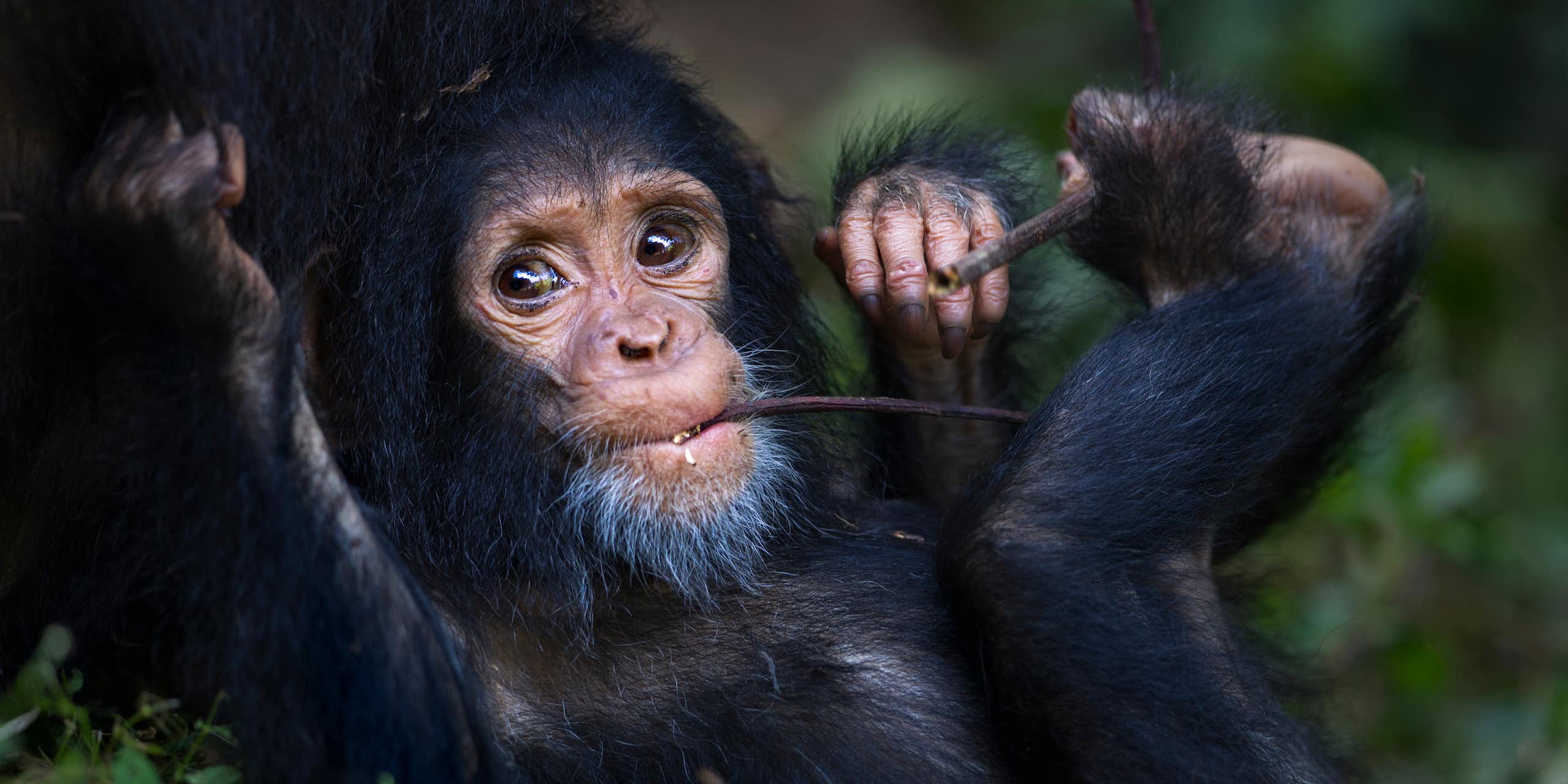 baby chimp reclines, chewing on a stick, with pieces of it in a hand and a foot