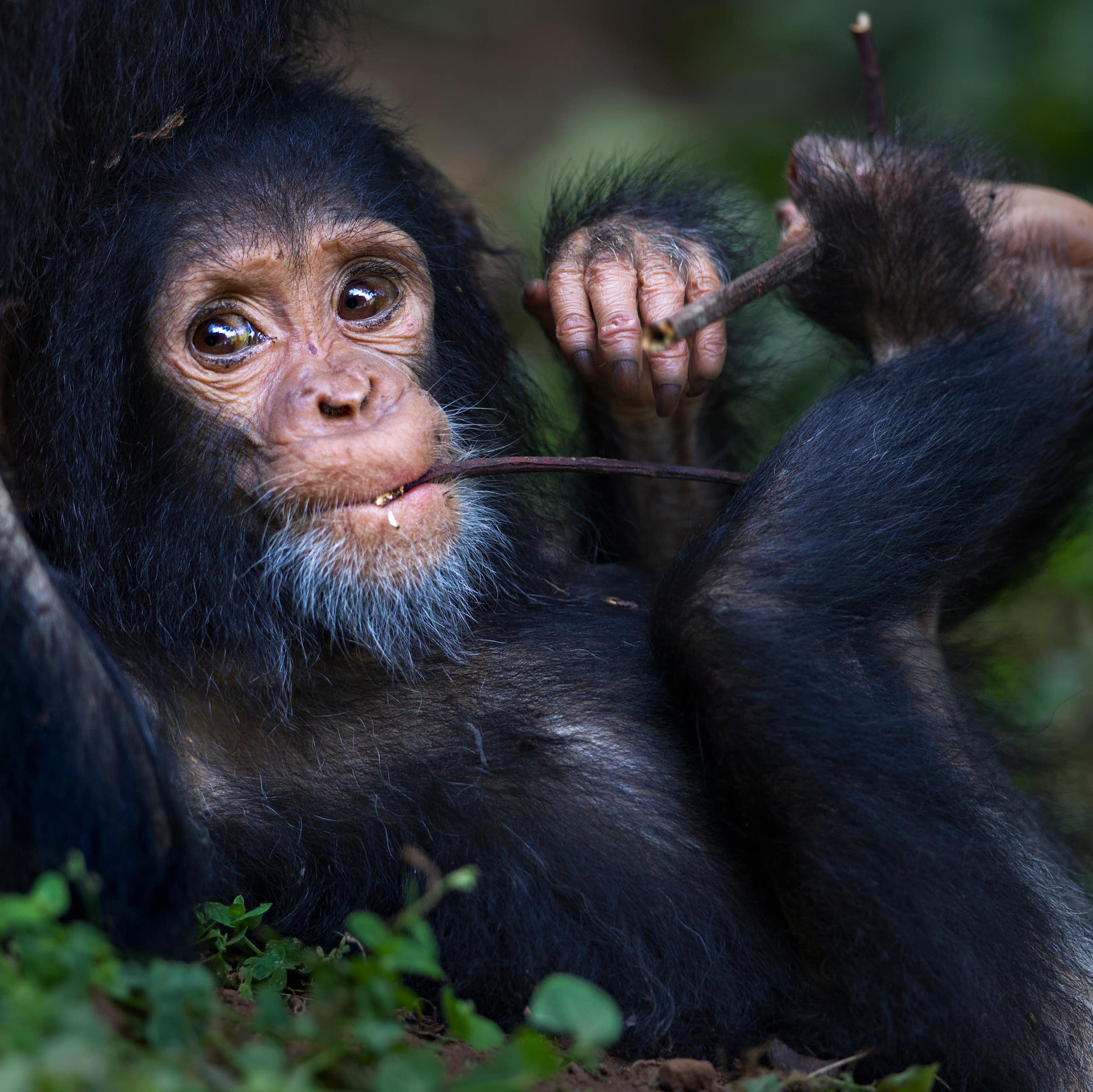 baby chimp reclines, chewing on a stick, with pieces of it in a hand and a foot
