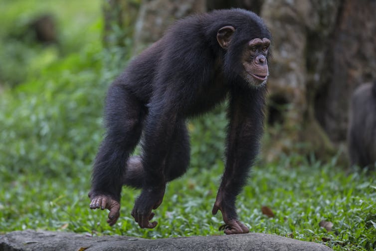 Why can’t I wiggle my feet one by one, like my arms? 1 young chimp running on all fours