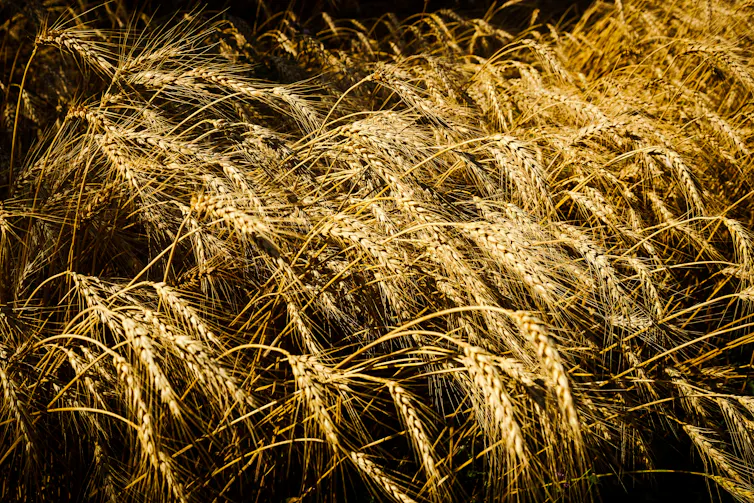 a field of wheat.