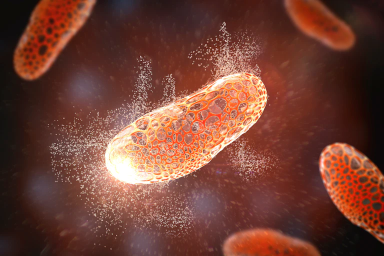 Recreación de una bacteria, con forma de alubia, desintegrándose.