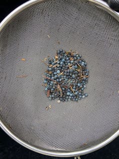 Plastic ‘bio-beads’ from sewage crops are polluting the oceans and spreading superbugs – however there are options 1 sieve with small black beads in centre