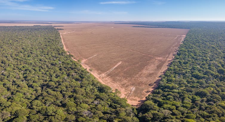 Aerial view of deforested patch of forest