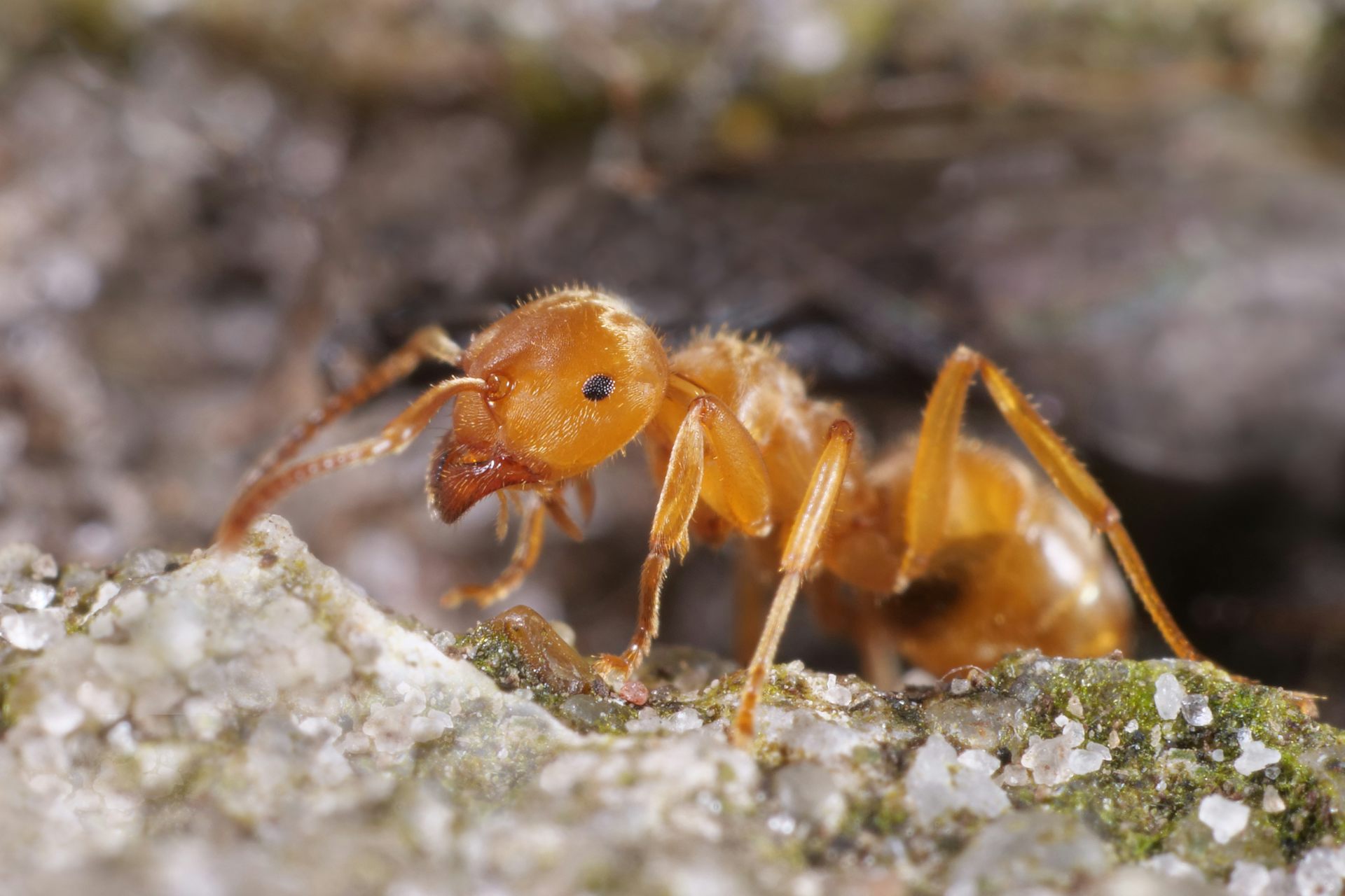 Close up of red ant
