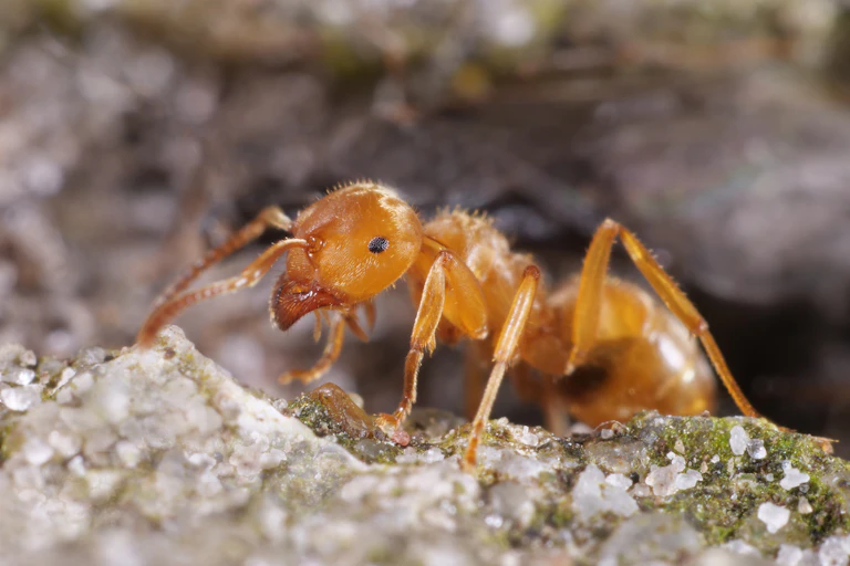 Close up of red ant