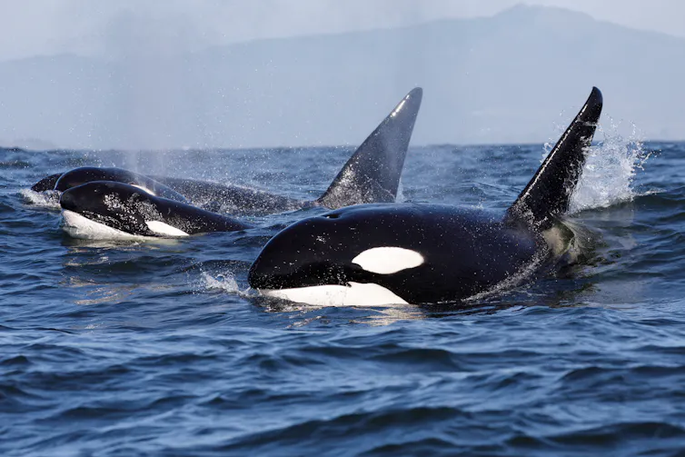 Orcas breaking the water as a group.