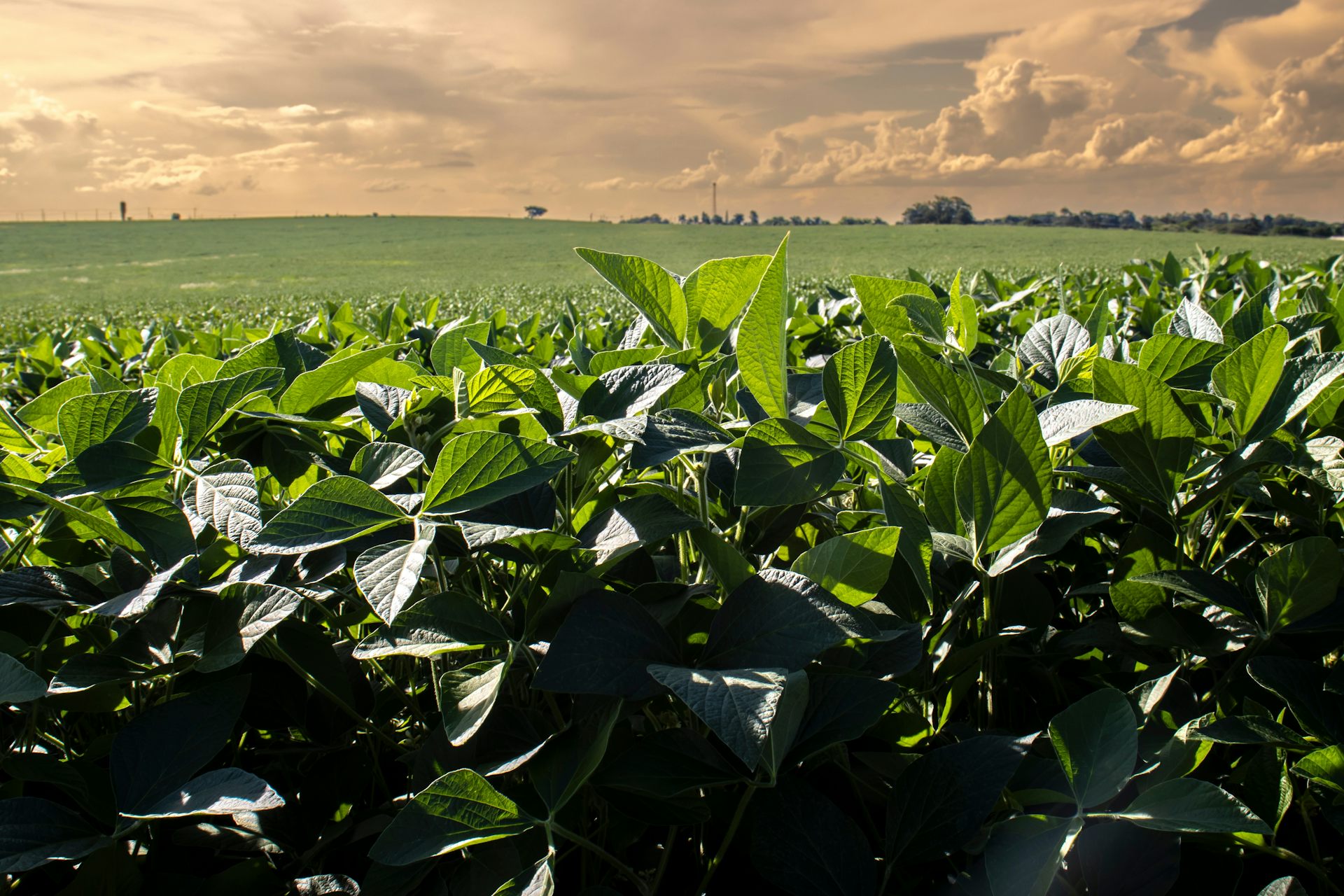 How unsustainable global supply chains exacerbate food insecurity – The Conversation