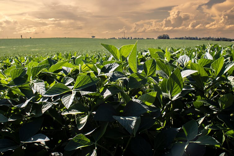plantação de soja em campo