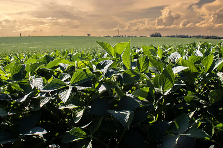 soybean crop growing in field