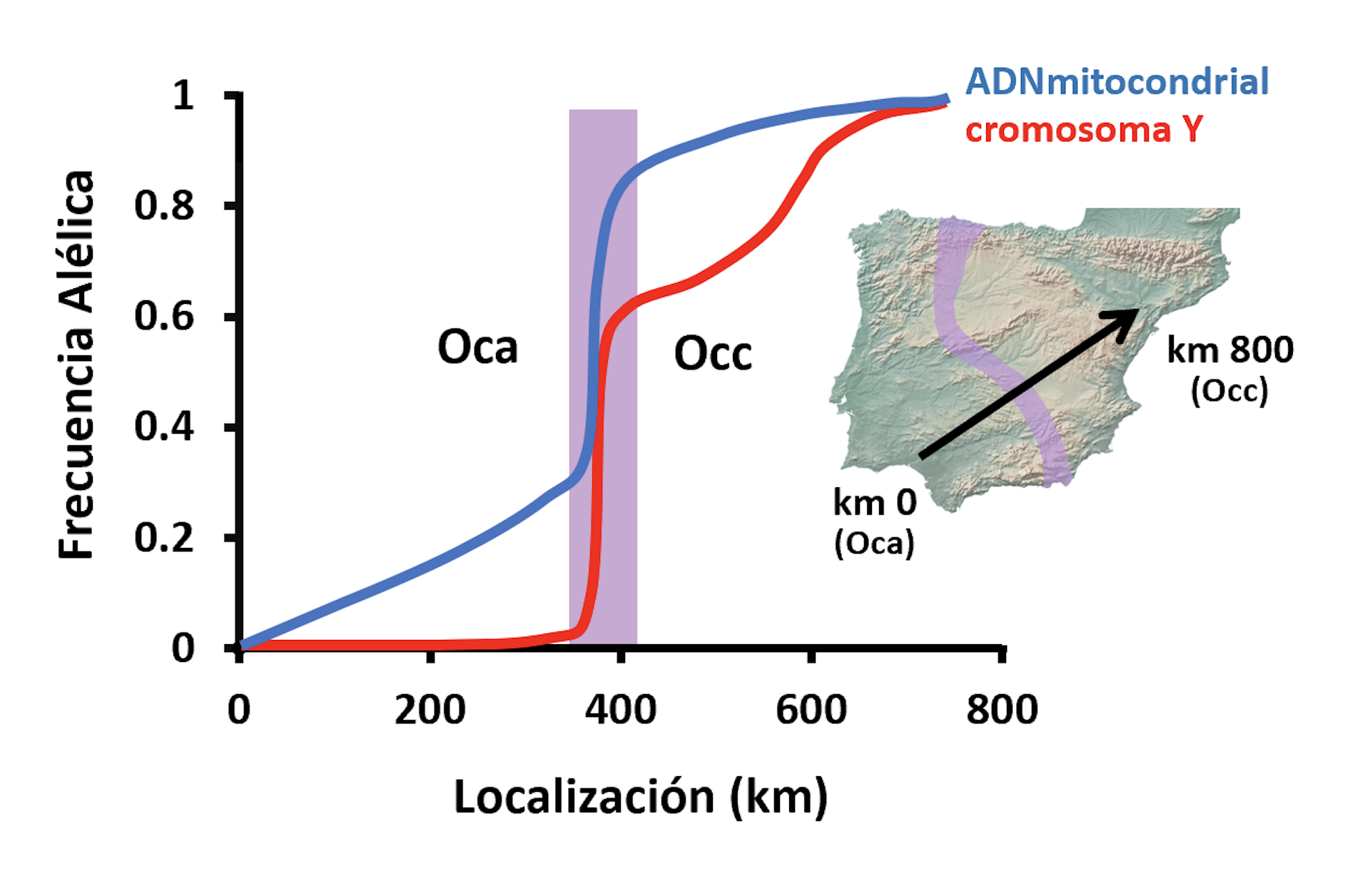 Clinical patterns of allele frequency changes in mitochondrial DNA (blue line) and in the I chromosome (red line) in the Iberian Peninsula, crossing the contact zone between Orictolagus cuniculus algirus (Oca) and O. c. cuniculus (Occ).