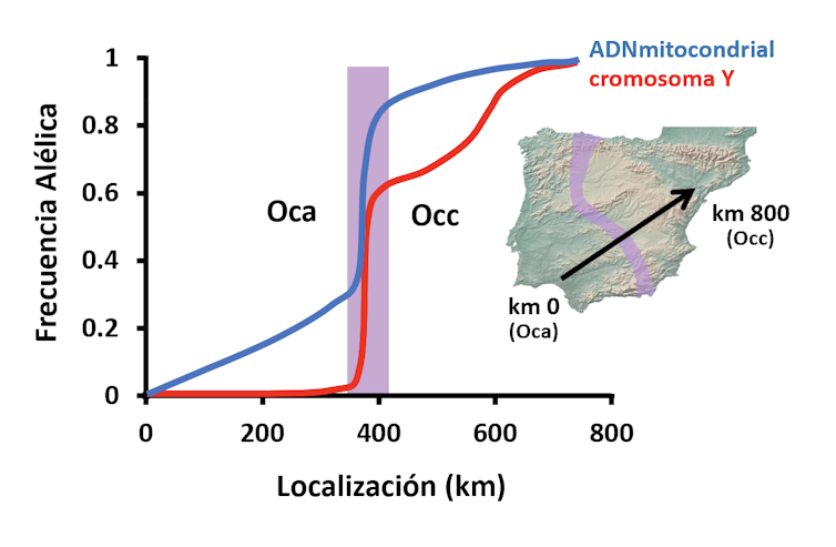 Patrones clínicos de cambios de frecuencia alélica en el ADN mitocondrial (línea azul) y en el cromosoma I (línea roja) en la Península Ibérica, atravesando la zona de contacto entre Orictolagus cuniculus algirus (Oca) y O. c. cuniculus (Occ).