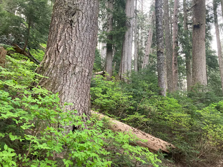 trees and shrubs in a forest