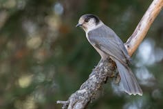 a grey and white bird on a branch