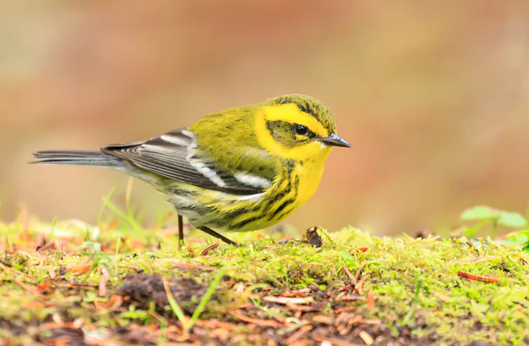 A small yellow bird