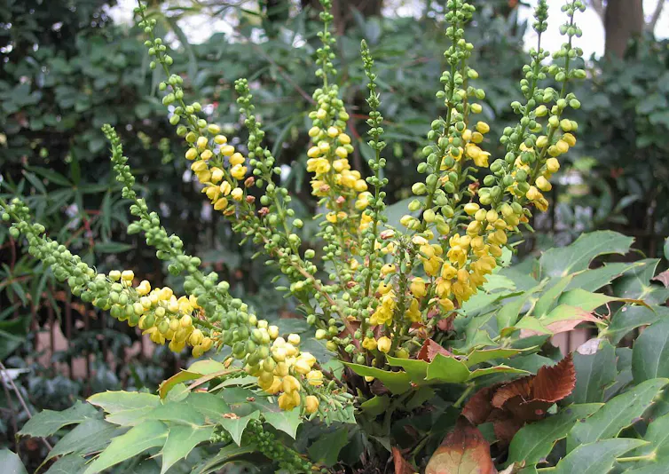 From invasive species tracking to water security – what’s lost with federal funding cuts at US Climate Adaptation Science Centers file 20251120 56 2eagk3.jpg?ixlib=rb 4.1