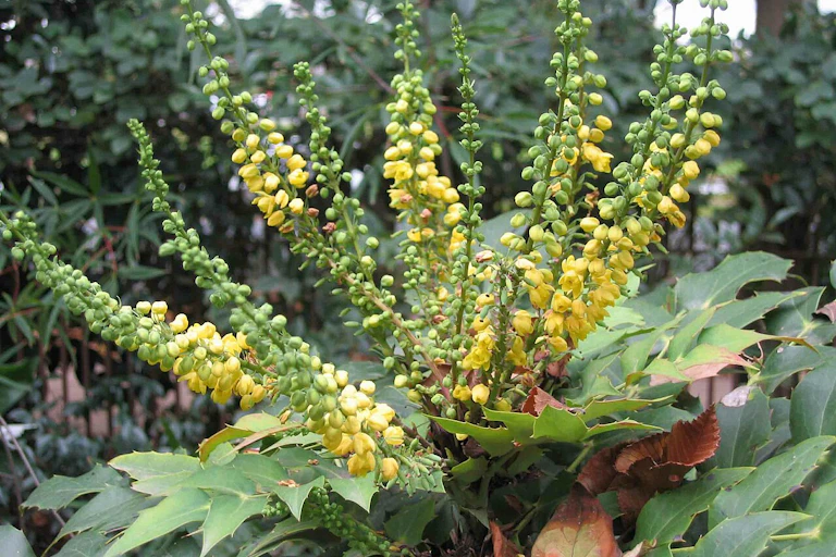 A plant with yellow flowers on stalks and evergreen leaves that deer don't like to eat.